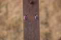 Twisted Wire Purple Spiny Oyster Studs